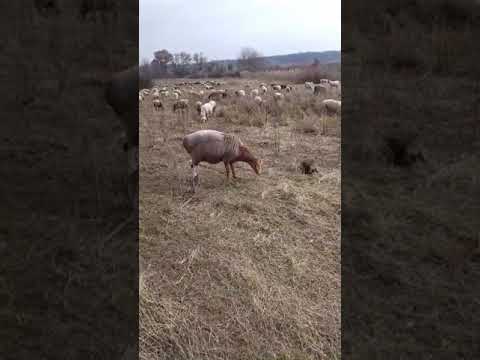 Видео: Когда овца не принимает новорожденного ягненка