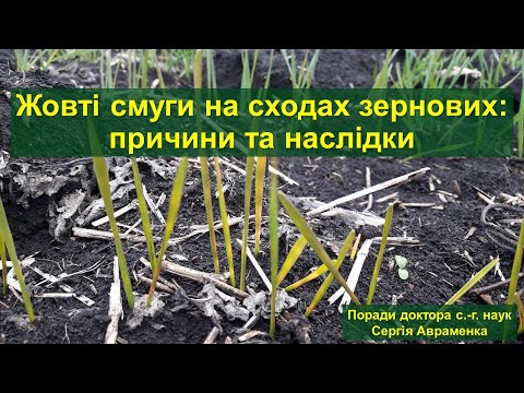 Видео: Жовті смужки на сходах зернових: причини та наслідки