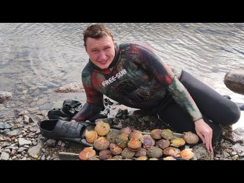 Видео: Гребешок на Кольском полуострове. Баренцево море.