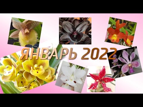Видео: Цветение января 2022 Часть 3 НЕ фаленопсисы:)