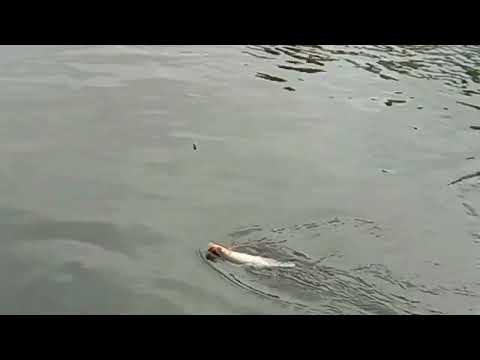 Видео: Рефтинское, начало октября, рыба активна.