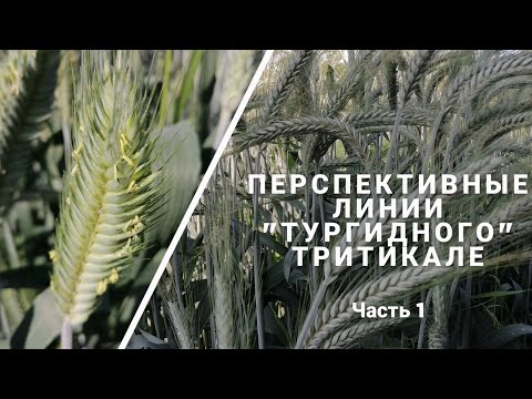 Видео: Тургидное Тритикале "Будущие уже сегодня". Перспективные сорта.