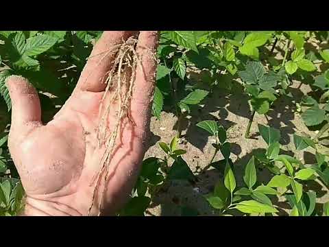 Видео: КАК УКОРЕНИЛИСЬ ЧЕРЕНКИ.УКОРЕНЕНИЕ ЧЕРЕНКОВ ДЕКОРАТИВНЫХ КУЛЬТУР.ИТОГ ЧЕРЕНКОВАНИЯ СМОТРИМ РЕЗУЛЬТАТ