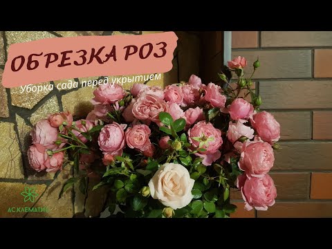 Видео: Уборка сада перед укрытием на Зиму! ОБРЕЗКА РОЗ. ЛЕКАРСТВО от болезни РАСТЕНИЙ. КОМПОСТ.