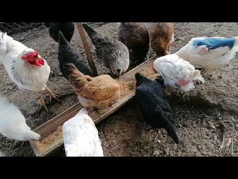 Видео: Последний день глистования. Сбор яиц. 