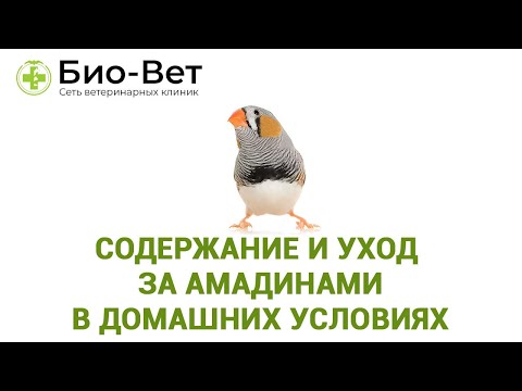 Видео: Амадины - Содержание и Уход в Домашних Условиях // Сеть Ветклиник БИО-ВЕТ