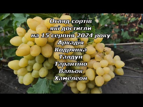 Видео: Огляд сортів які достигли на 15 серпня 2024 р. частина-1