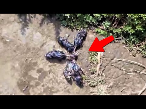 Видео: Впервые За Всю Историю Фермеру Удалось Заснять Это Странное Существо