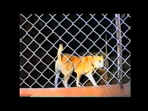 Видео: Собаки Вывезенные из Грузии / Грузинские горные собаки 🇬🇪