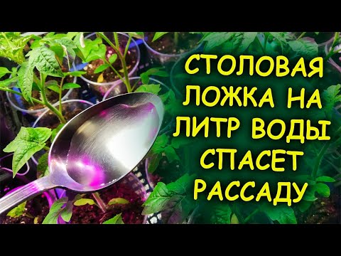 Видео: ОДНА столовая ложка на литр воды спасет залитую рассаду от гибели. Чем спасти рассаду при переливе.