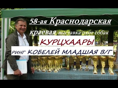 Видео: Выставка собак, курцхаары КОБЕЛИ МЛАДШАЯ В/Г , курцхаар описание, собака породы курцхаа