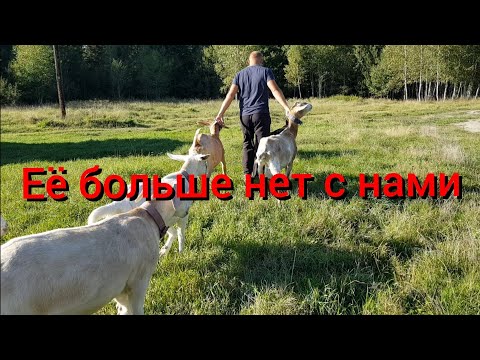 Видео: Хутор не резиновый .От коз нам прийдётся избавиться.Почему именно от коз , ведь они самые выгодные?