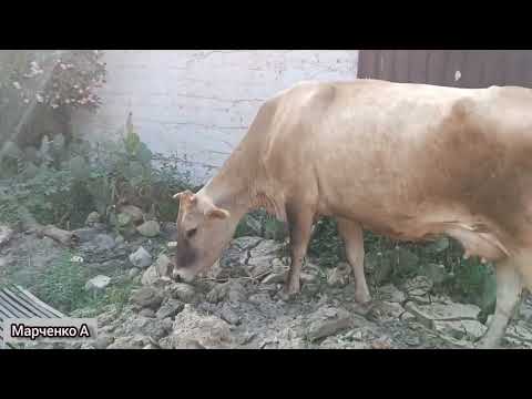 Видео: Абхазия. Пицунда. Лдзаа глазами туристов, Отпуск отдых Август 2023 всё как есть.