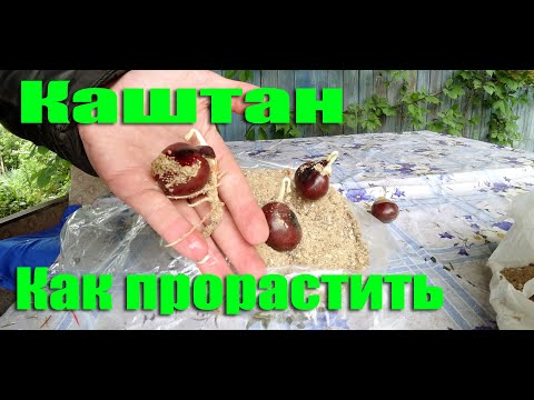 Видео: Как самому вырастить каштан