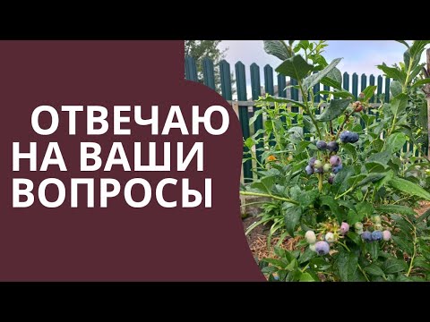 Видео: Готовим голубику к зиме и будущему урожаю