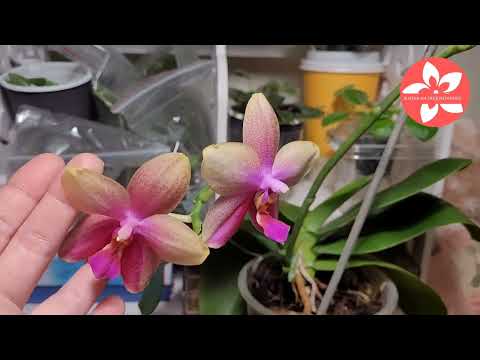 Видео: Орхидея Лиодоро. История создания и особенности сорта