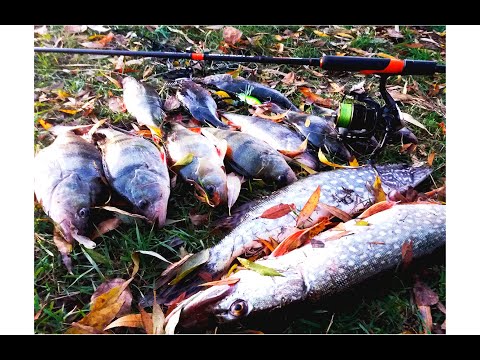 Видео: Рыбалка в МОЛДОВЕ!!ловля хищника в конце ноябре,река ДНЕСТР!крупный окунь!!!