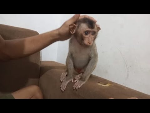 Видео: Удивительно!! Джони — необычная короткохвостая обезьянка, которая очень умная.