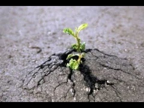 Видео: Самый сильный духом знак Зодиака