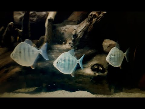 Видео: Приехали Полосатые Метиннисы.