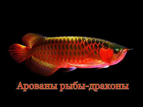 Видео: Арованы рыбы драконы