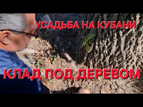 Видео: Клад под старым деревом.В Усадьбе на Кубани. Где тонко там и рвётся. 
