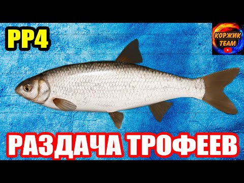 Видео: Фарм на ЕЛЬЦЕ и 2 Трофея за день! Р. Вьюнок ● Русская Рыбалка 4 | РР4