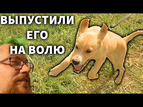 Видео: Первая прогулка нашего Щенка и ГЛОБАЛЬНОЕ отключение электричества.