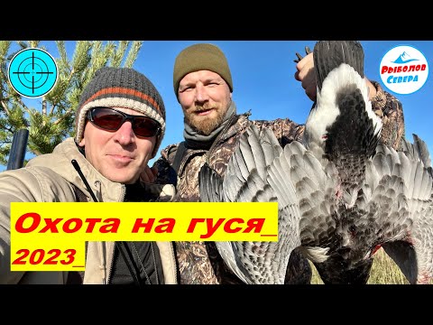 Видео: ✅ ОХОТА НА ГУСЯ 2023 l МОЩНЫЕ НАЛЁТЫ l СТОЛЬКО ГУСЯ МЫ НЕ ВИДЕЛИ💪💪💪😃 #охота #гусь #goosehunting