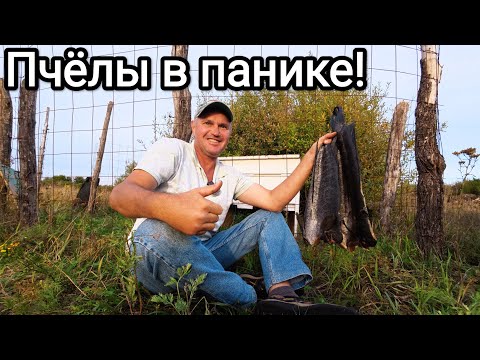 Видео: Пчёлы не ожидали такого! Коптильня в полевых условиях