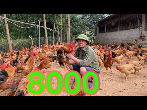 Видео: Что происходит, когда 8000 кур проголодались? День пути кормления кур