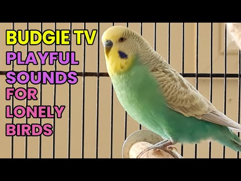 Видео: Budgie TV: активные и игривые звуки для одиноких птиц