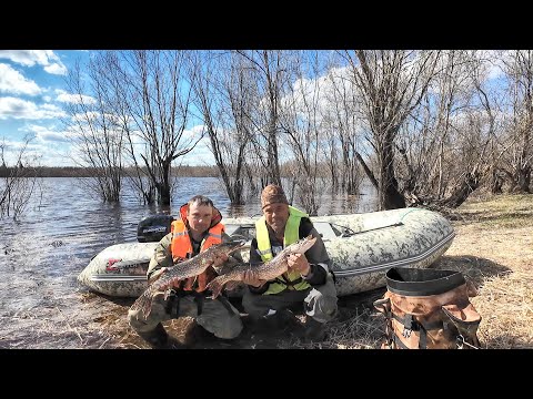 Видео: РЫБАЛКА НА СТАВНЫЕ СЕТИ С ХОРОШИМ УЛОВОМ. ПРОВЕРКА СЕТЕЙ С ЛОДКИ X-River Rocky 375