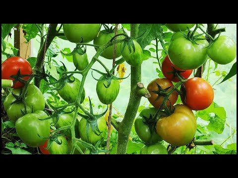 Видео: Для богатого урожая помидоров делайте так.