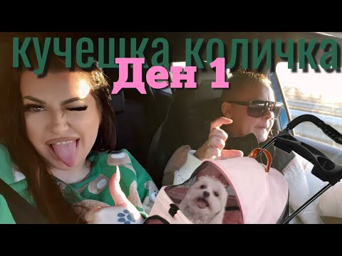 Видео: ЗАБАВЛЕНИЕ С КУЧЕШКА КОЛИЧКА :)