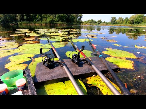 Видео: ОДНАЖДЫ туманным УТРОМ на ПОПЛАВОК!!! КАРАСИ и ЛИНИ. Рыбалка на удочки.