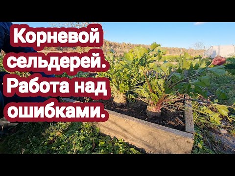 Видео: Корневой сельдерей  Работа над ошибками