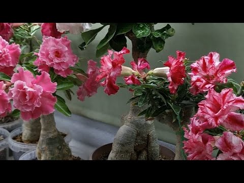 Видео: Мир адениумов❤️