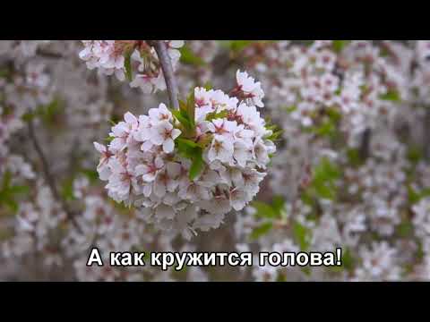 Видео: Три Слова (Старые слова) - ВИА Голубые гитары (1971) HD 1080 (Subtitles) CN