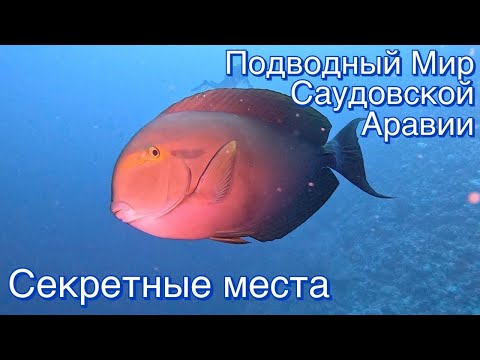 Видео: Подводный мир Саудовской Аравии. Секретные места.
