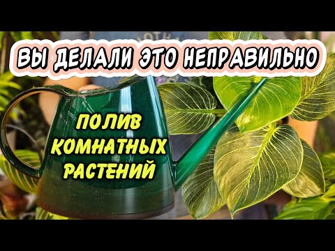 Видео: Делать так неправильно: 5 ошибок при поливе комнатных растений