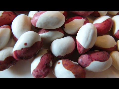 Видео: Моя коллекция фасоли  Обзор сортов  Продолжение