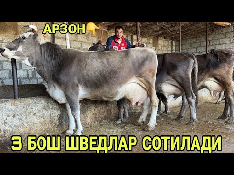 Видео: СУТЛАРИ КУП СУТДОР ЁШ ШВЕД СИГИРЛАР СОТИЛАДИ НАРХЛАРИ SOTILADIGON SHIVED SIGORLAR 30 октября 2025 г