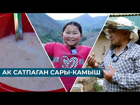 Видео: АК САТПАГАН САРЫ-КАМЫШ // МЕНИН АЙЫЛЫМ // ТОКТОГУЛ