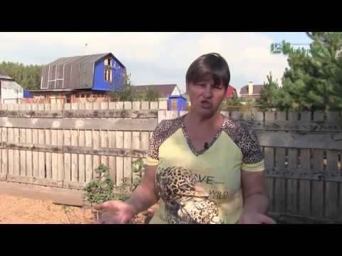 Видео: Как вырастить картофель под сеном или соломой. Обустройство теплых грядок