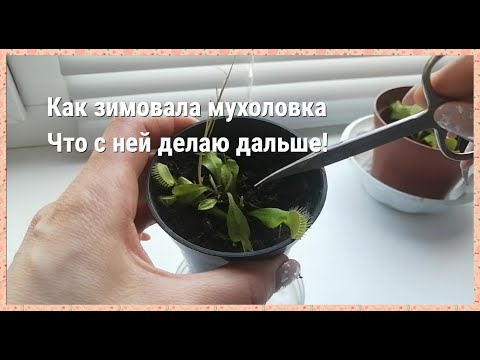 Видео: ВЕНЕРИНА МУХОЛОВКА. Уход за дионеей во время и после зимовки. Как прошла первая зимовка.