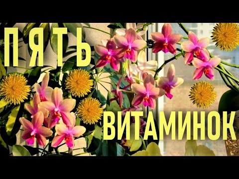 Видео: ОДУВАНЧИК ЛЕКАРСТВЕННЫЙ ДЛЯ ОРХИДЕЙ - БЫСТРОЕ РАЗВИТИЕ И ДОЛГОЕ ЦВЕТЕНИЕ!!  ЧУДО-ВИТАМИННЫЙ НАСТОЙ!!