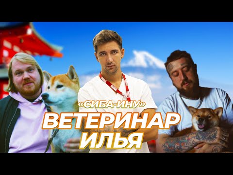 Видео: ВЕТЕРИНАР ИЛЬЯ  x СИБА-ИНУ ( SHIBA INU)