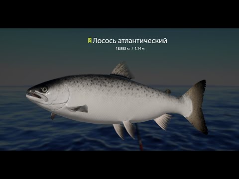 Видео: Русская Рыбалка 4. Архипелаг  !!! Просто срыв башки!!!