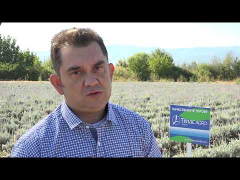 Видео: Технологични решения при лавандула